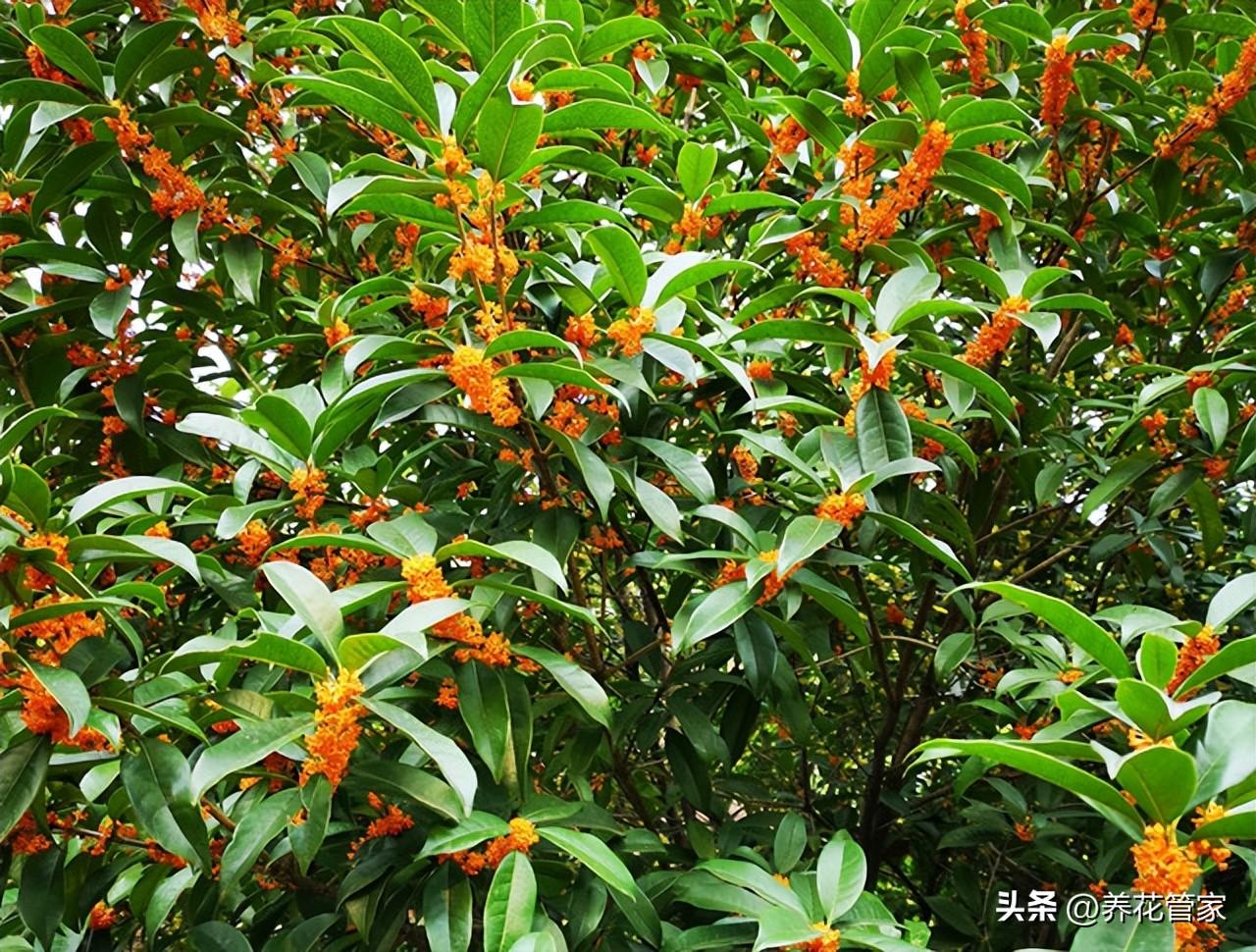 深秋至，满城桂花香(图5)