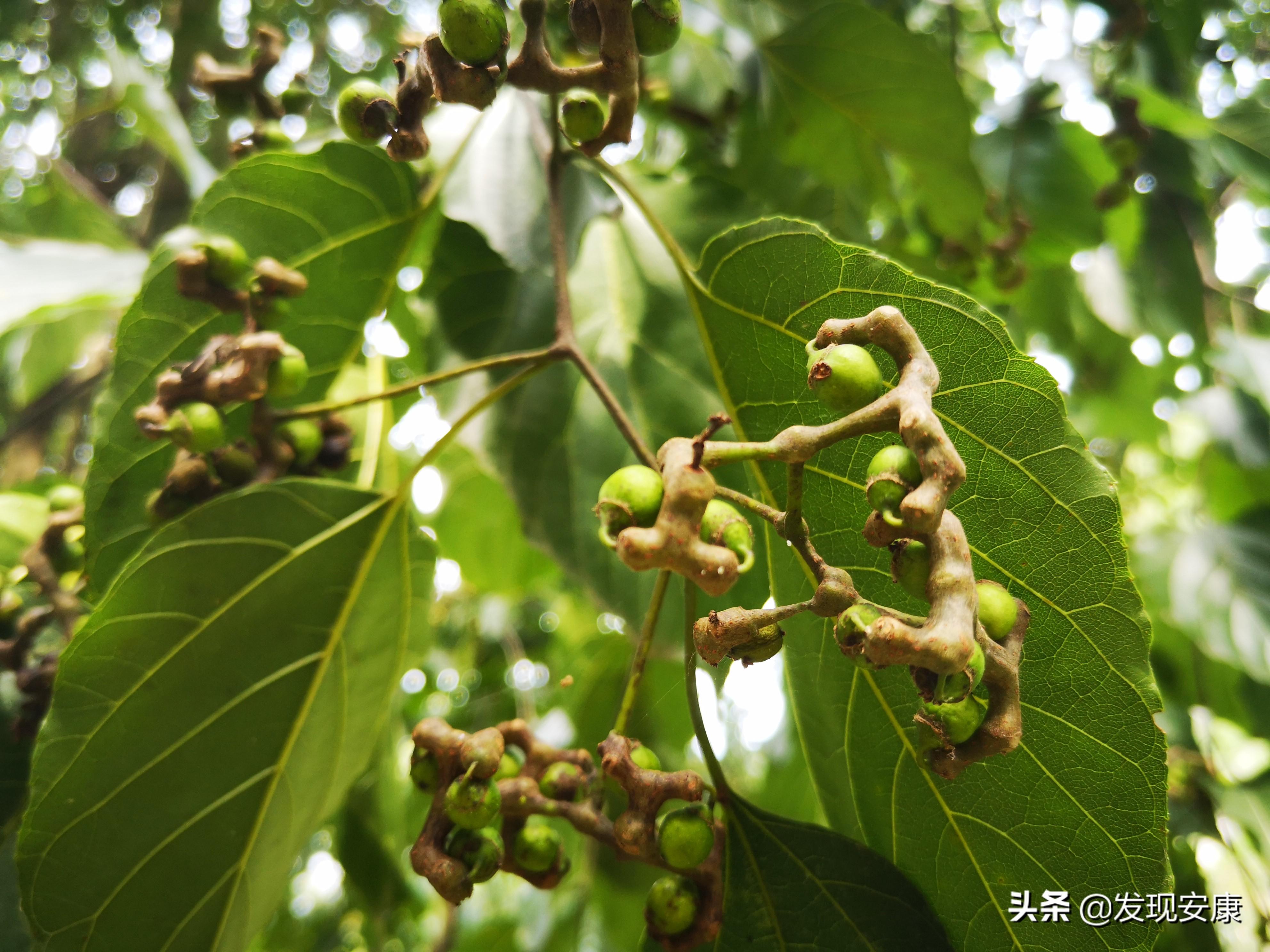 小河弯弯东流处,断垣残壁亦乡愁(图12) 小河弯弯东流处,断垣残壁亦乡愁(图12)