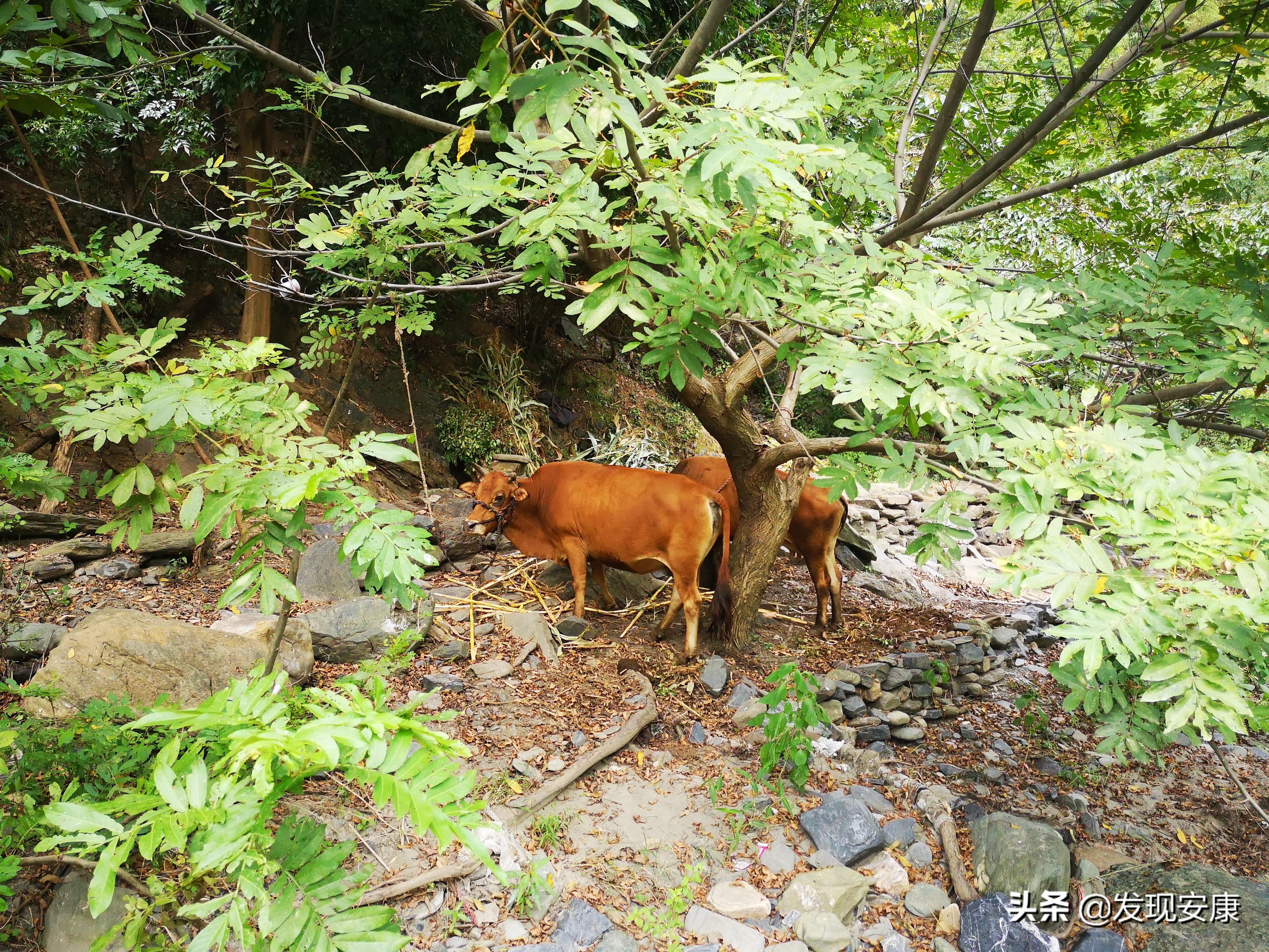 小河弯弯东流处，断垣残壁亦乡愁(图19)