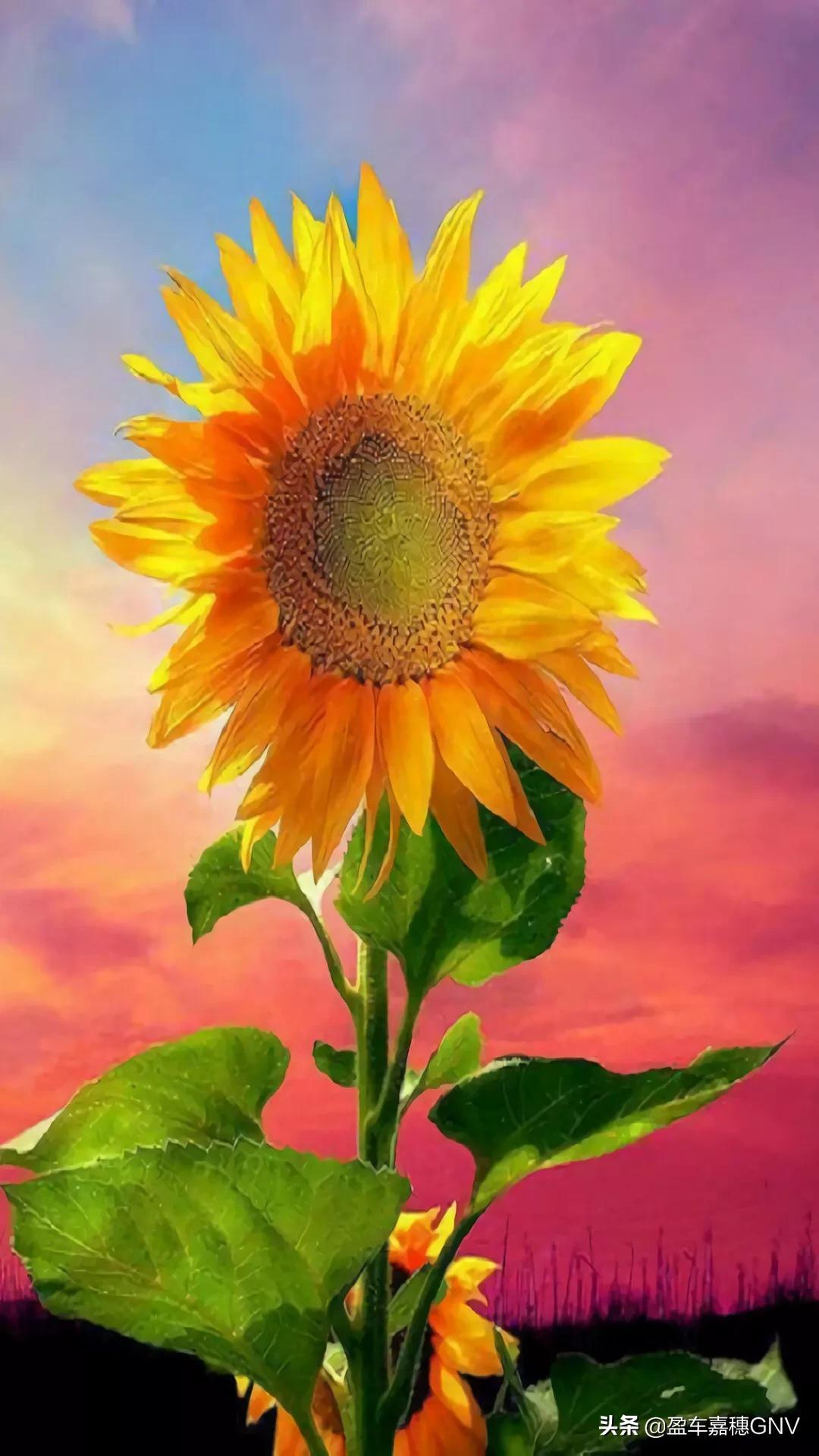 那些少年感十足的句子(一)(图1)