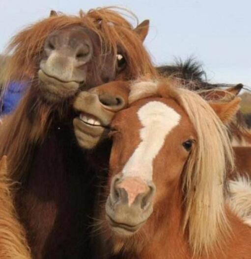 抖音上很火的搞笑句子，幽默风趣，看完开心又解压！(图4)