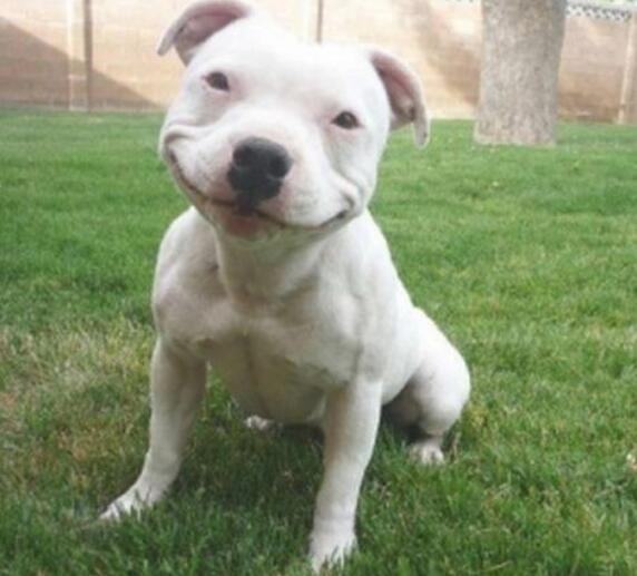 抖音上很火的搞笑句子，幽默风趣，看完开心又解压！(图5)