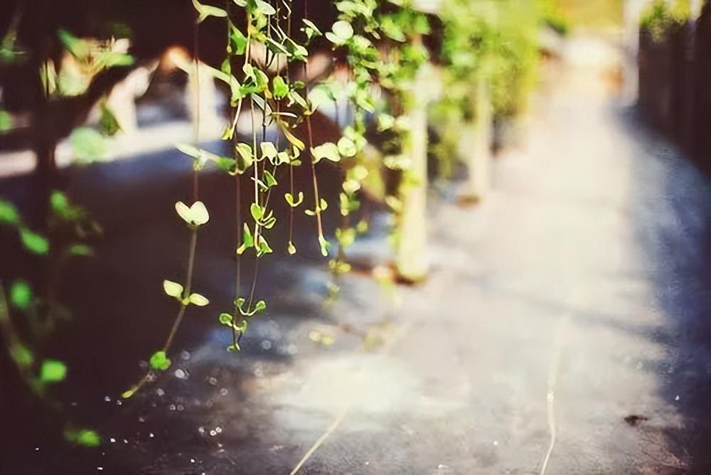 不负青春的励志语录，点亮生活的火花！(图5)