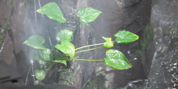 我发誓，从未见过这样子的螺蛳粉(图9)