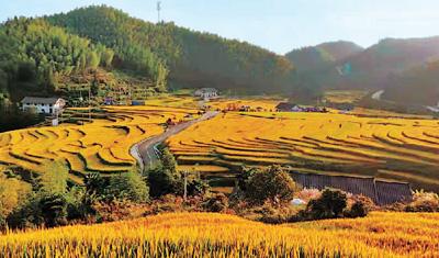 最是橙黄橘绿时(图1)