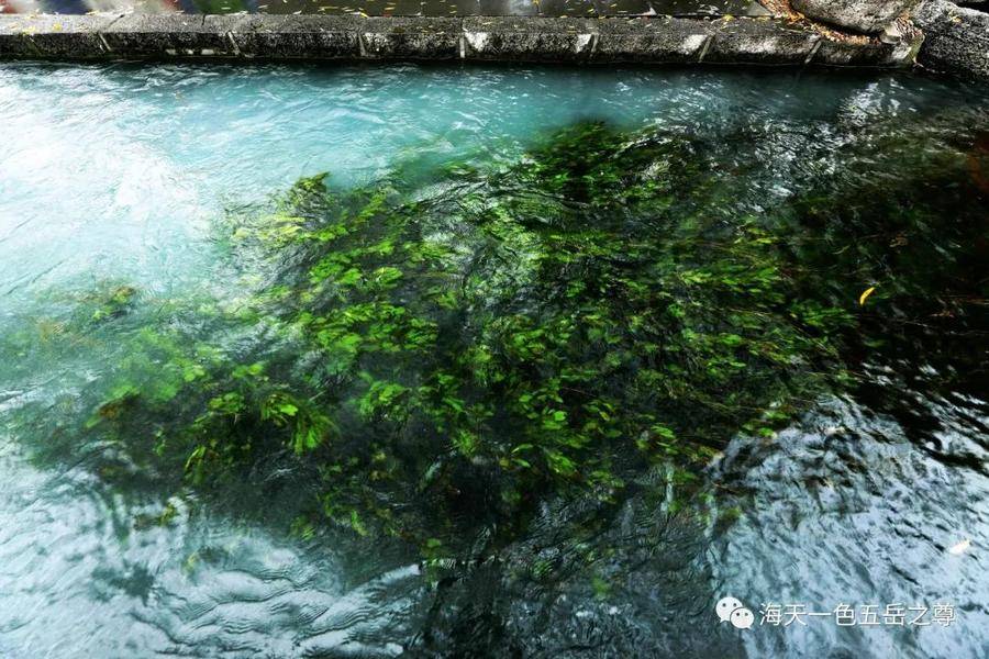 清泉洗心｜百脉泉柔荇漾青，书写曼妙无限，潋滟诗意仙境……(图5)