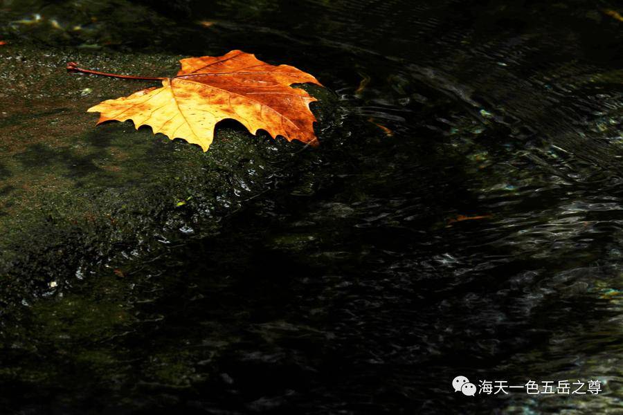 清泉洗心｜百脉泉柔荇漾青，书写曼妙无限，潋滟诗意仙境……(图8)