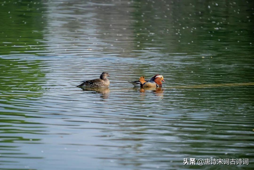 古诗词里春水醉人心(图4)