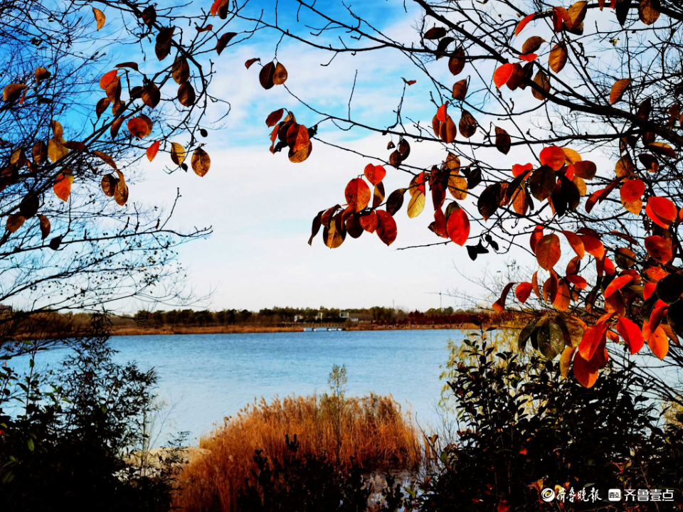 好景山东｜缤纷斑驳！初冬济南澄波湖柳枝染金，芦苇摇曳如诗画(图1)