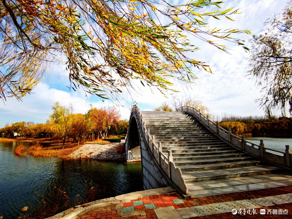 好景山东｜缤纷斑驳！初冬济南澄波湖柳枝染金，芦苇摇曳如诗画(图2)