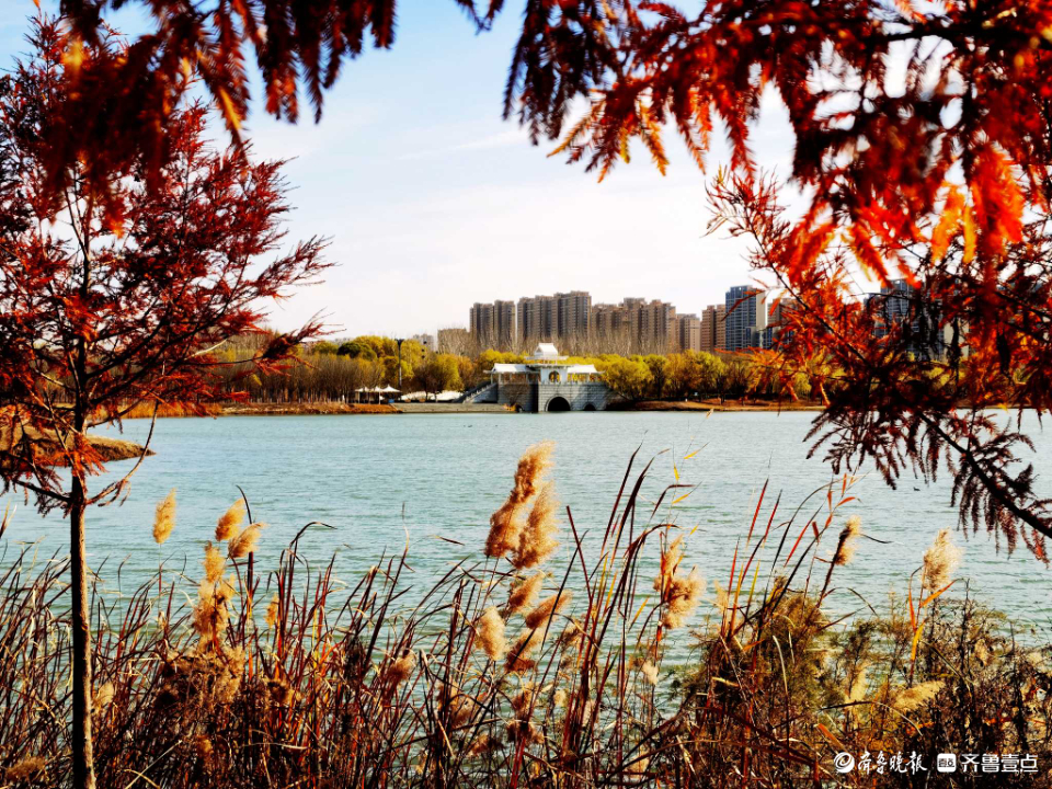 好景山东｜缤纷斑驳！初冬济南澄波湖柳枝染金，芦苇摇曳如诗画(图3)