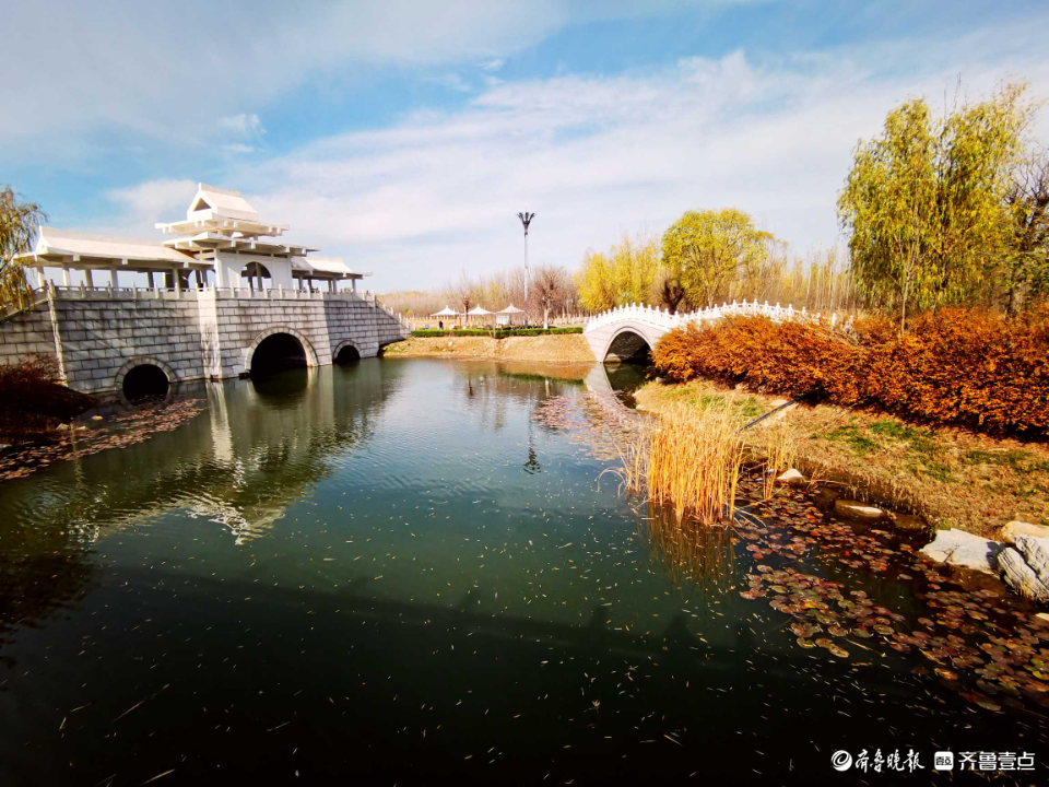 好景山东｜缤纷斑驳！初冬济南澄波湖柳枝染金，芦苇摇曳如诗画(图4)