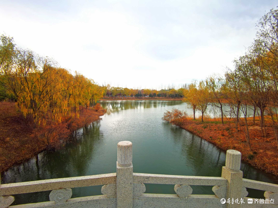 好景山东｜缤纷斑驳！初冬济南澄波湖柳枝染金，芦苇摇曳如诗画(图6)