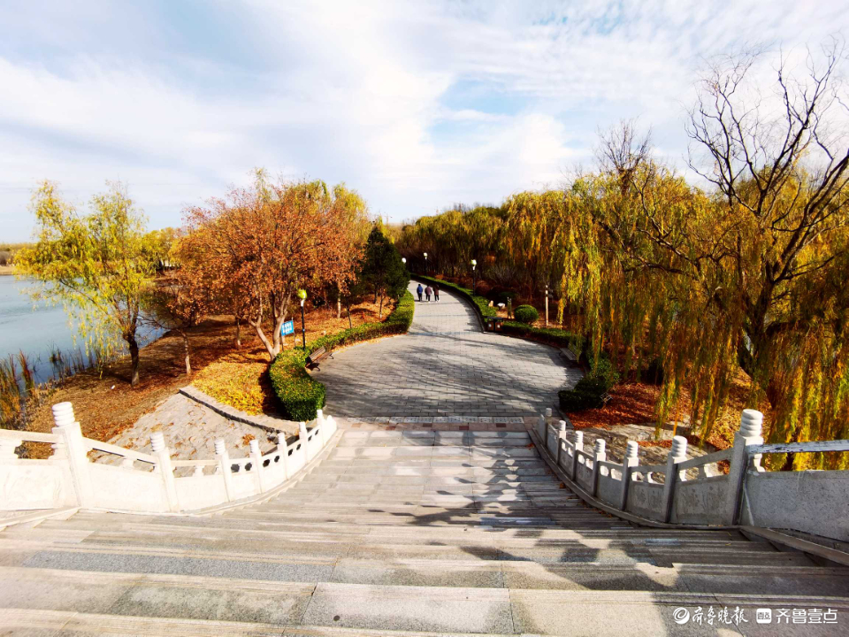 好景山东｜缤纷斑驳！初冬济南澄波湖柳枝染金，芦苇摇曳如诗画(图7)