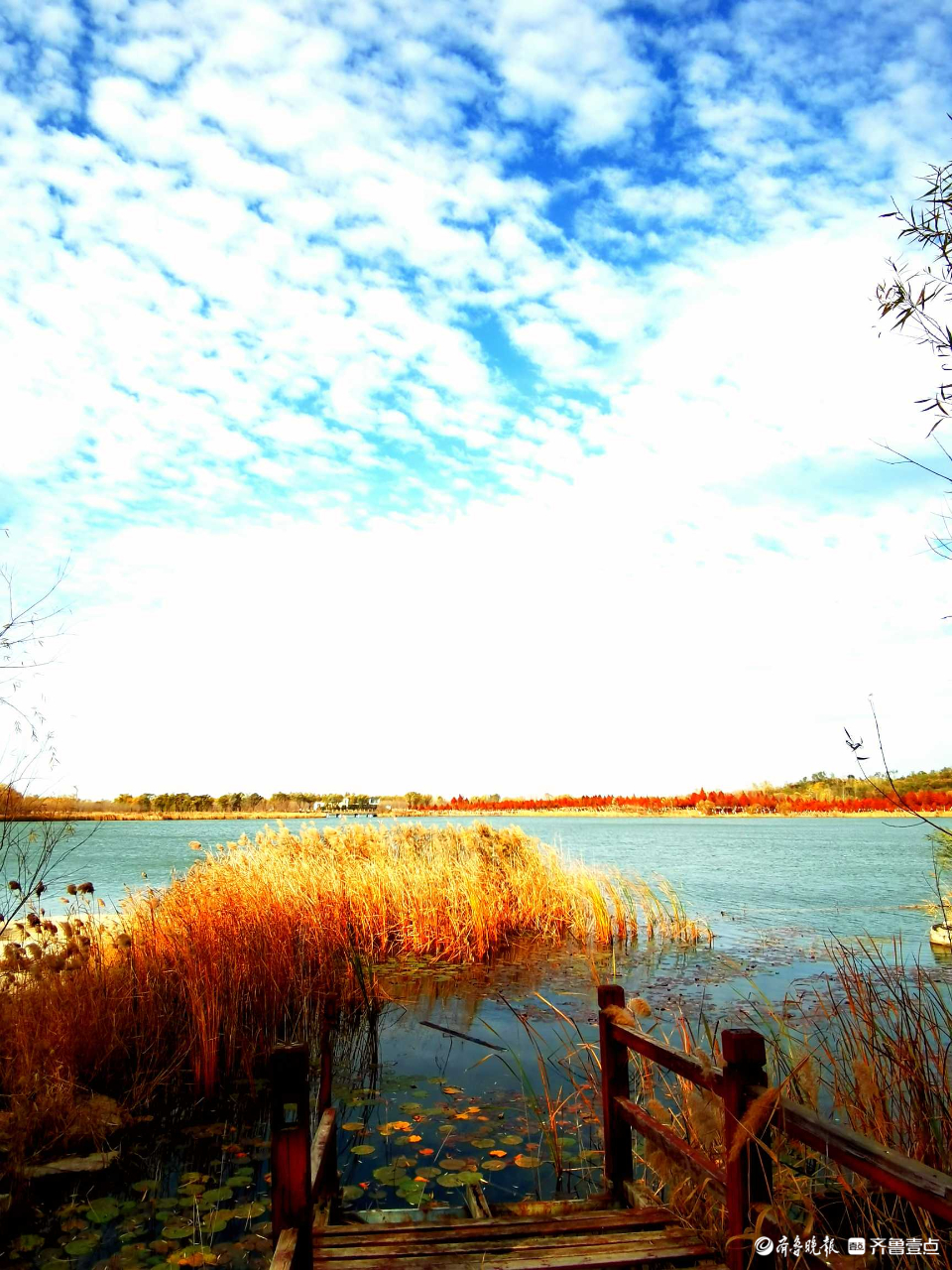 好景山东｜缤纷斑驳！初冬济南澄波湖柳枝染金，芦苇摇曳如诗画(图8)