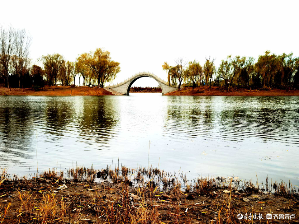 好景山东｜缤纷斑驳！初冬济南澄波湖柳枝染金，芦苇摇曳如诗画(图9)