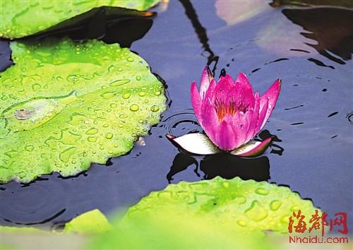 生日对自己说的话文艺一点 祝福女生女朋友生日文艺的句子(图1)