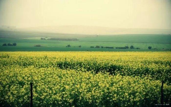 一缕清泉，一颗平静的心——心静如水的唯美句子(图3)