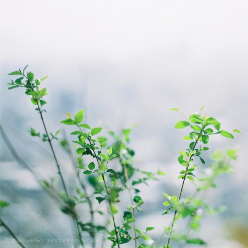 当你看清了生活的真相，依然选择热爱生活(图2)