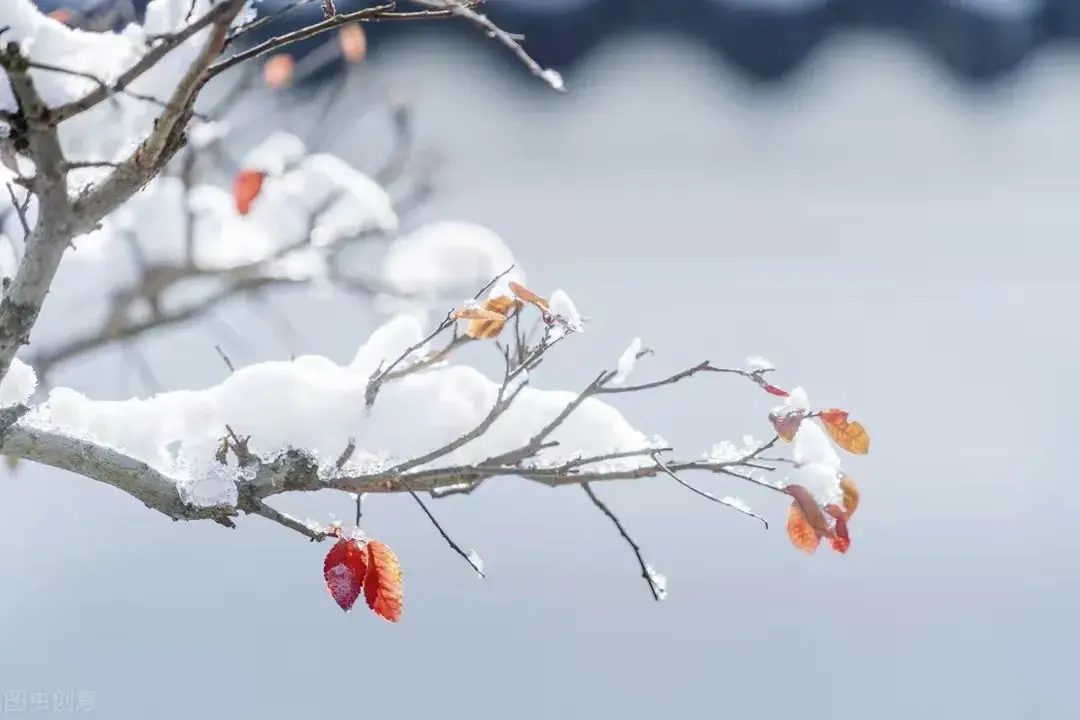 浅冬如愿，飞雪眉间，愿一场雪温润往事，一夜梦落指缱绻(图2)