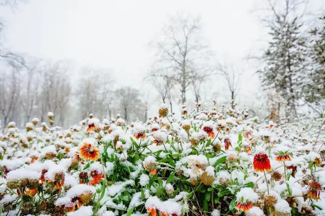 浅冬如愿，飞雪眉间，愿一场雪温润往事，一夜梦落指缱绻(图4)