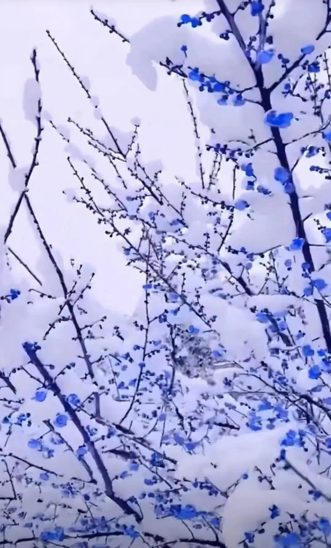 一念风霜起，一念浮生醉，落雪为安，流年无恙(图2)