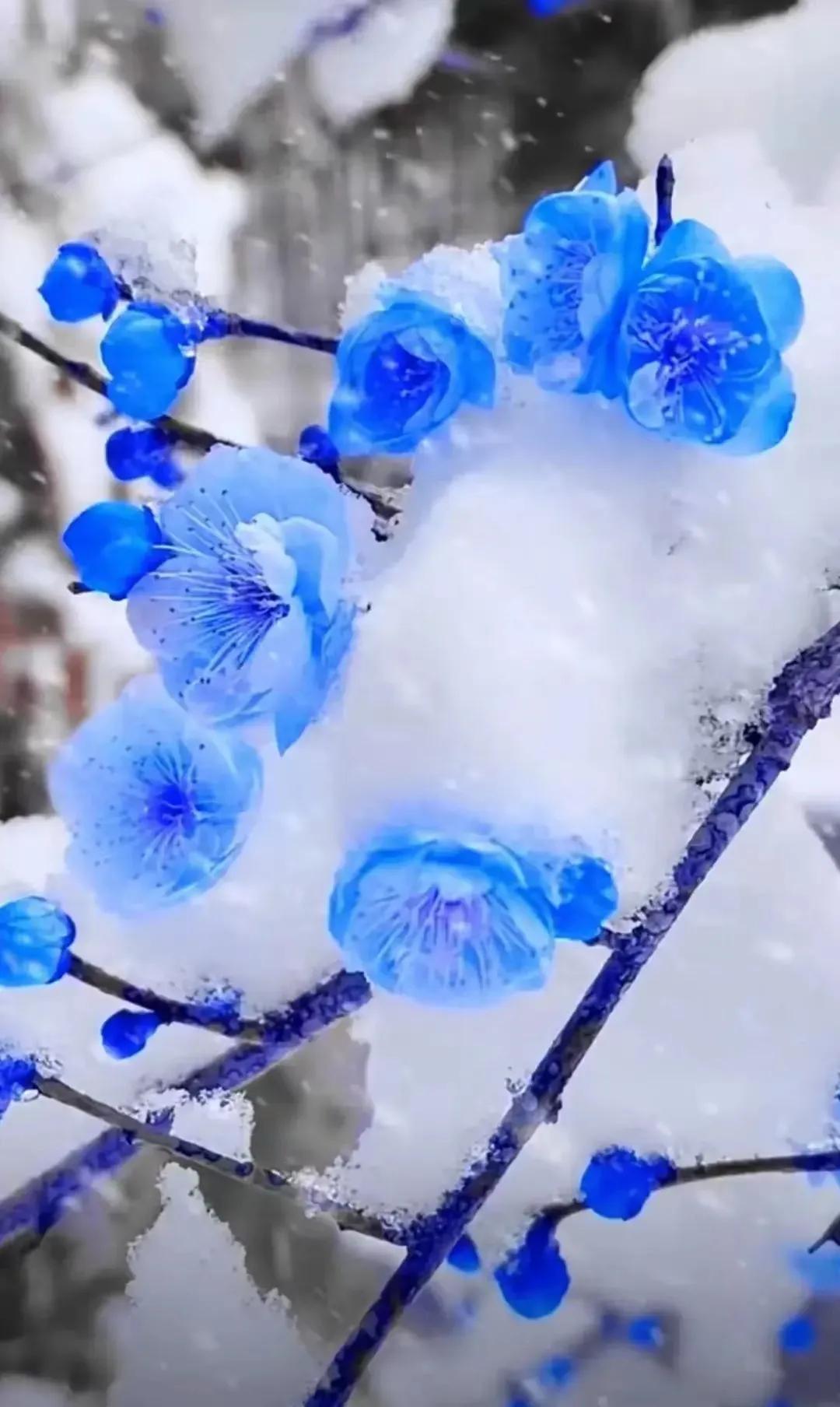一念风霜起，一念浮生醉，落雪为安，流年无恙(图4)