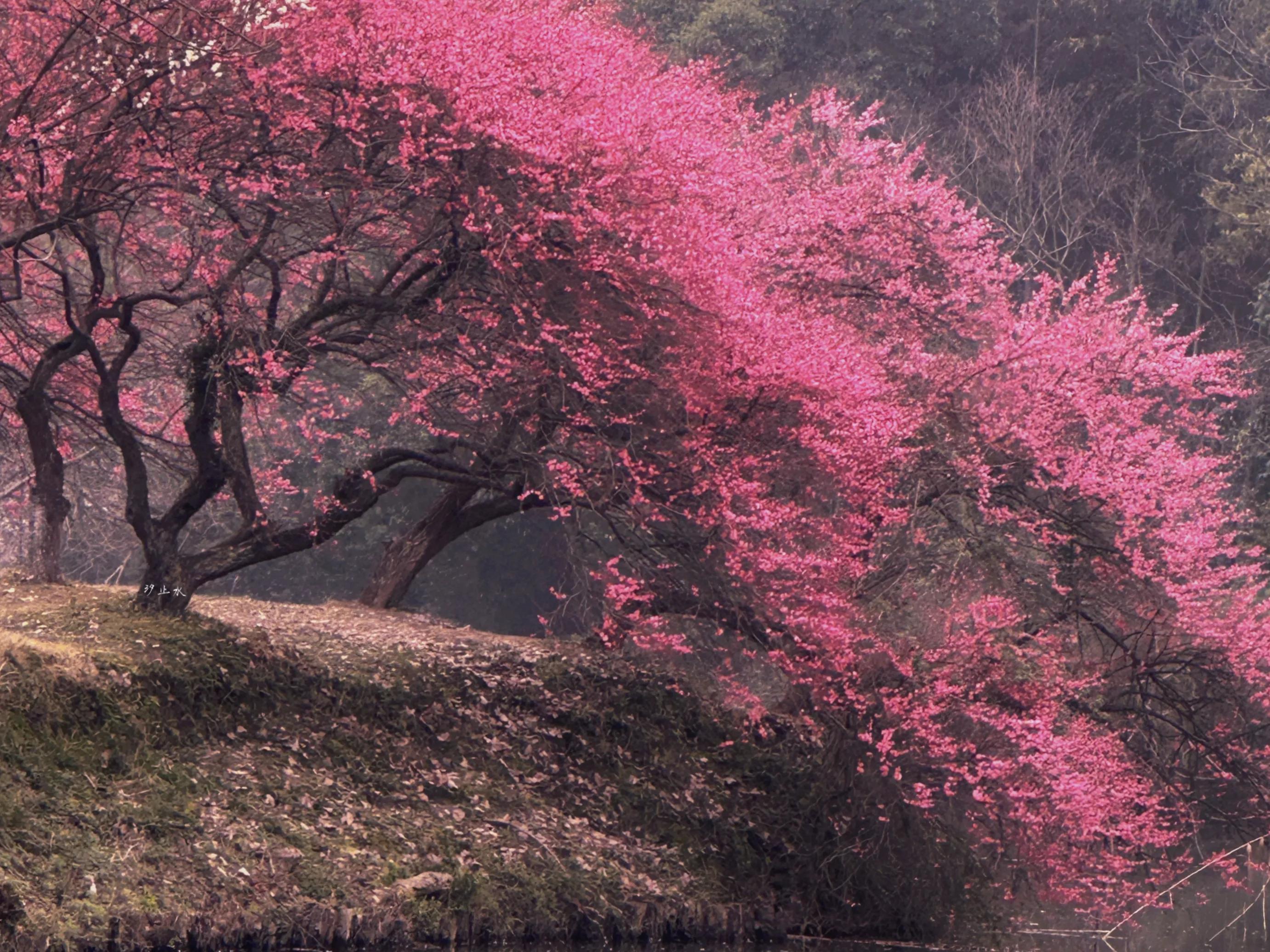 借风御雪，赠人间一场浩瀚的浪漫(图3)