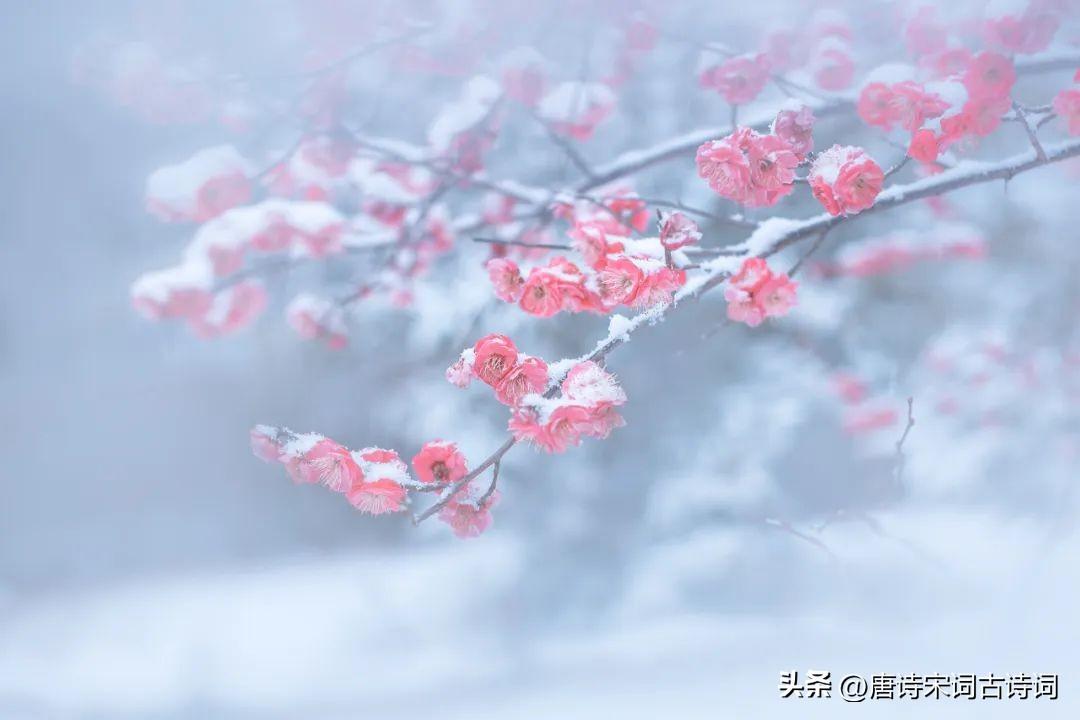 一日风飘雪，翌日雪满道(图2)