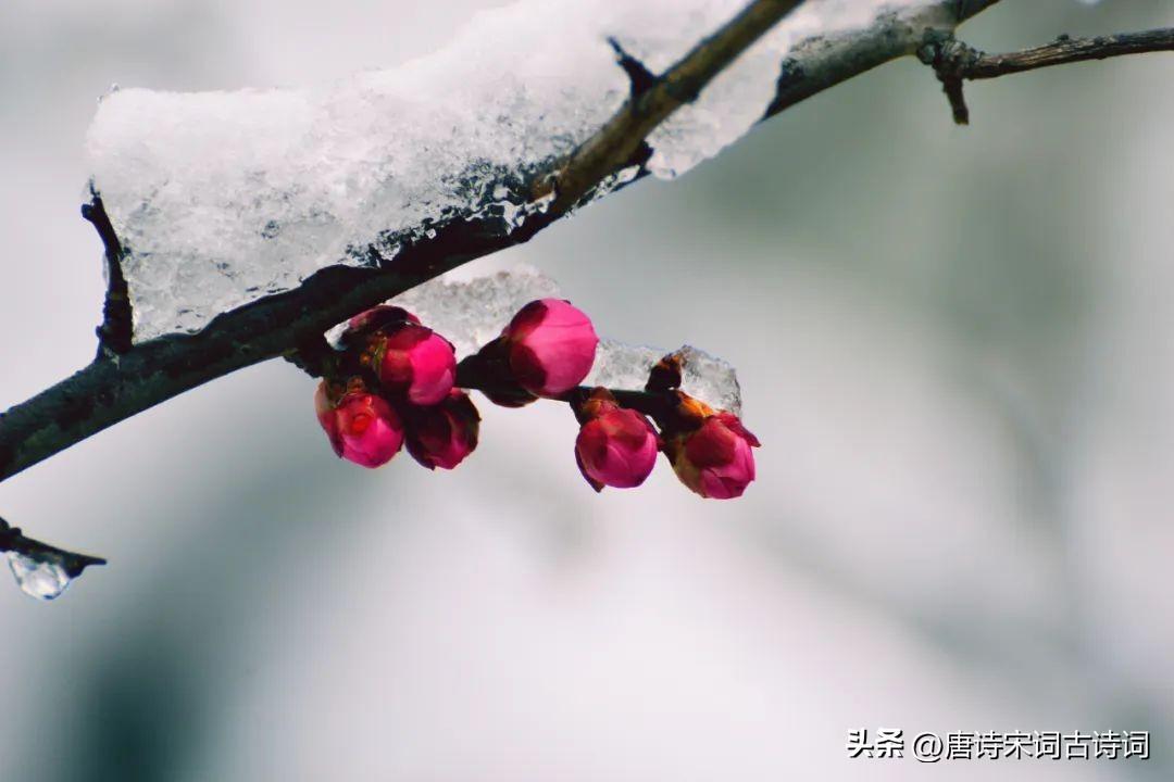 一日风飘雪，翌日雪满道(图5)