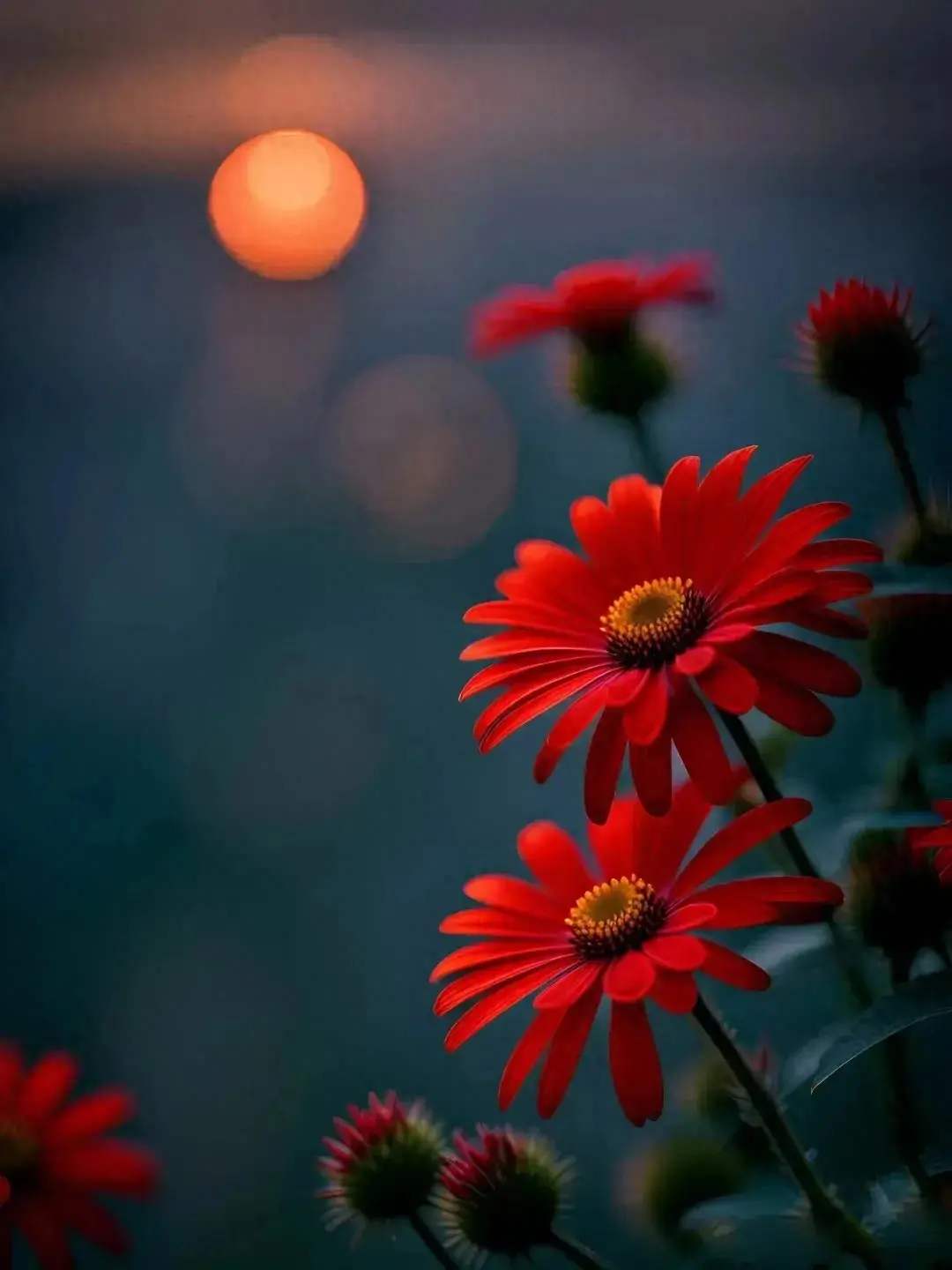 时光未央，秋风且长，花落枝头风等雪，笙歌远去又一年(图1)