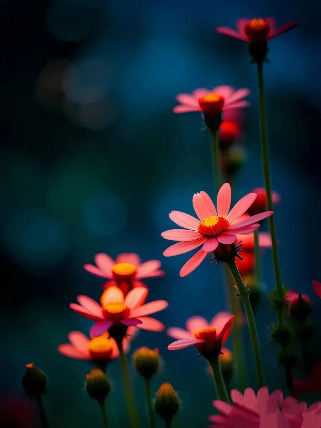 时光未央，秋风且长，花落枝头风等雪，笙歌远去又一年(图2)