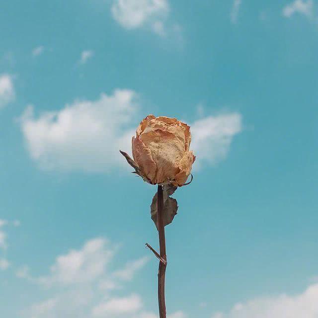 早上起床鼓励自己的句子，经典励志，越读越优秀(图7)