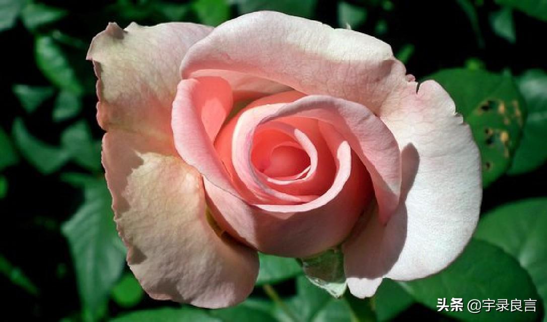 深入人心的情感句子，眼泪是没有用的如果有用，这世界早被淹没了(图1)