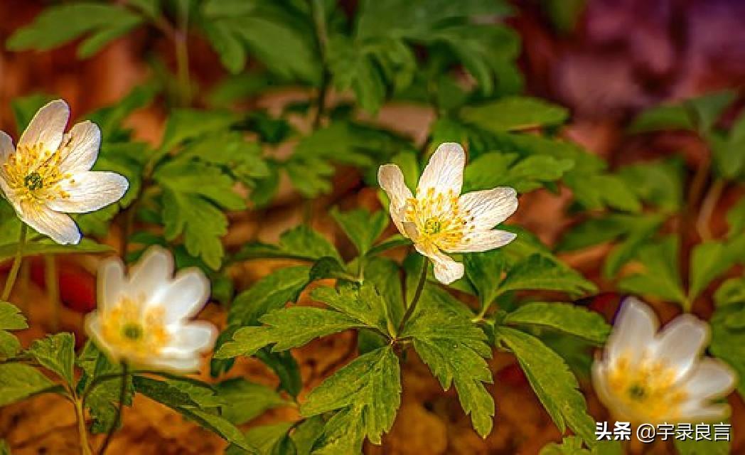 深入人心的情感句子，眼泪是没有用的如果有用，这世界早被淹没了(图5)