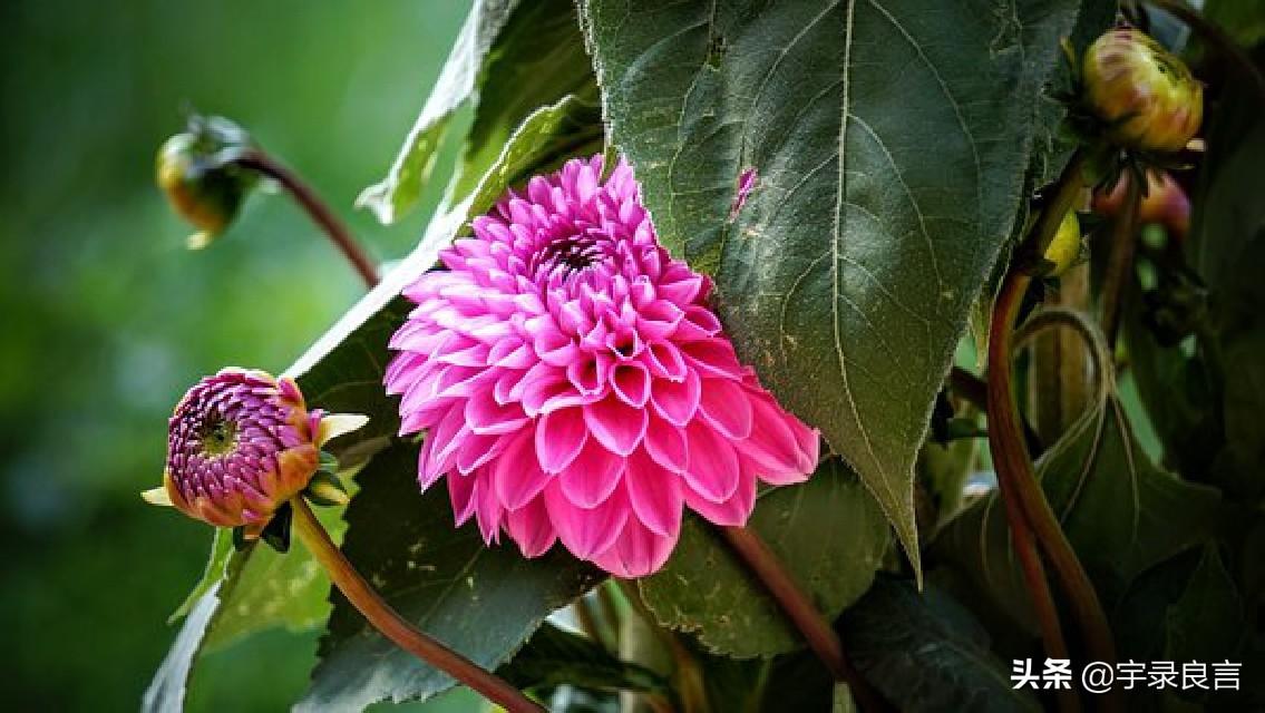 深入人心的情感句子，眼泪是没有用的如果有用，这世界早被淹没了(图8)