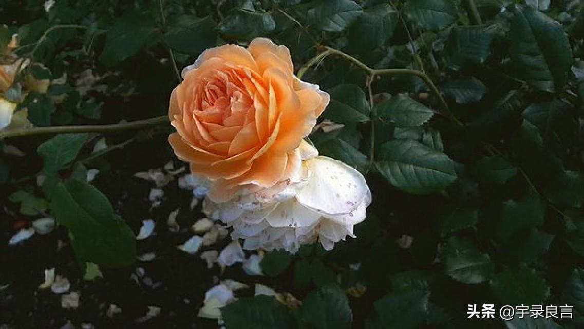 深入人心的情感句子，眼泪是没有用的如果有用，这世界早被淹没了(图9)