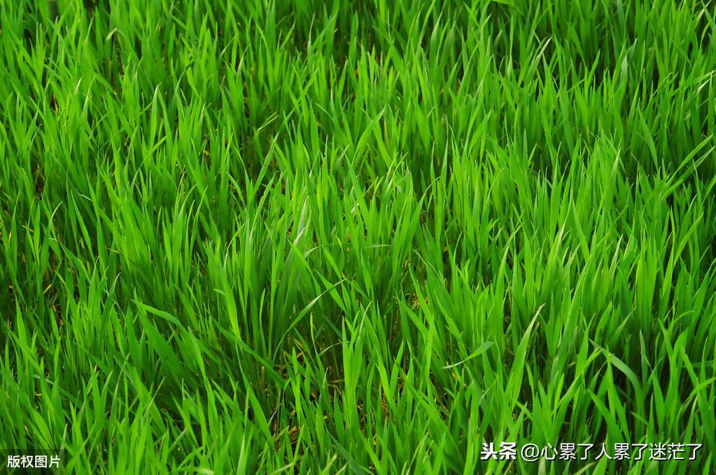 感悟人生经典说说，人生就像行走在一条大路上(图2)