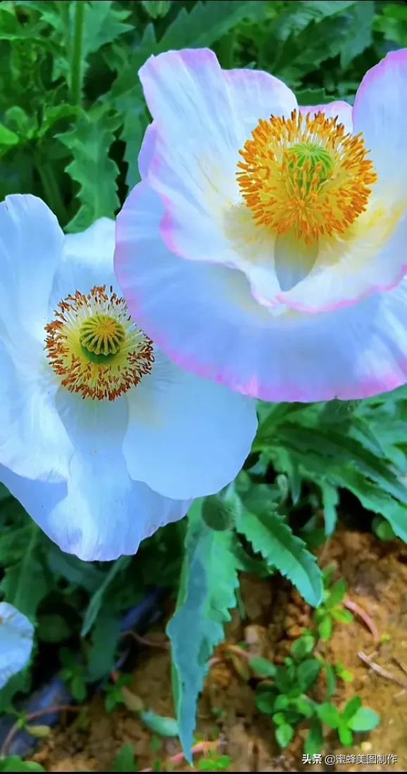 百花争艳，招蜂引蝶，鸟语花香，美轮美奂(图1)