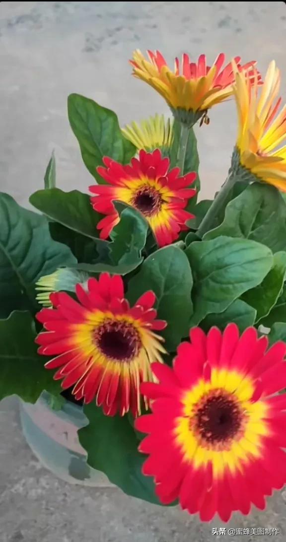 百花争艳，招蜂引蝶，鸟语花香，美轮美奂(图3)