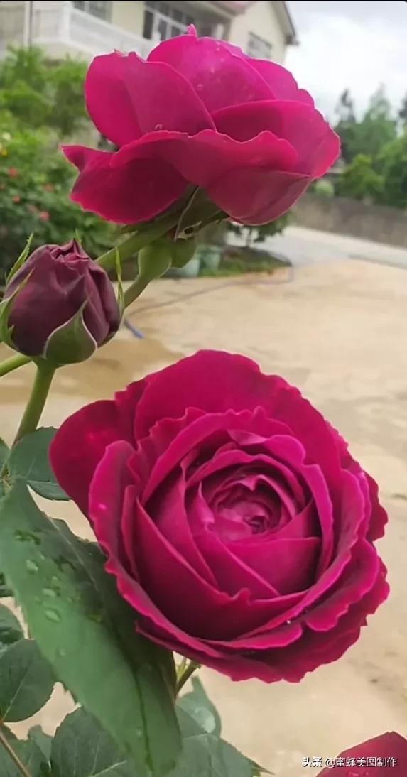 百花争艳，招蜂引蝶，鸟语花香，美轮美奂(图5)