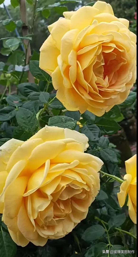 百花争艳，招蜂引蝶，鸟语花香，美轮美奂(图6)