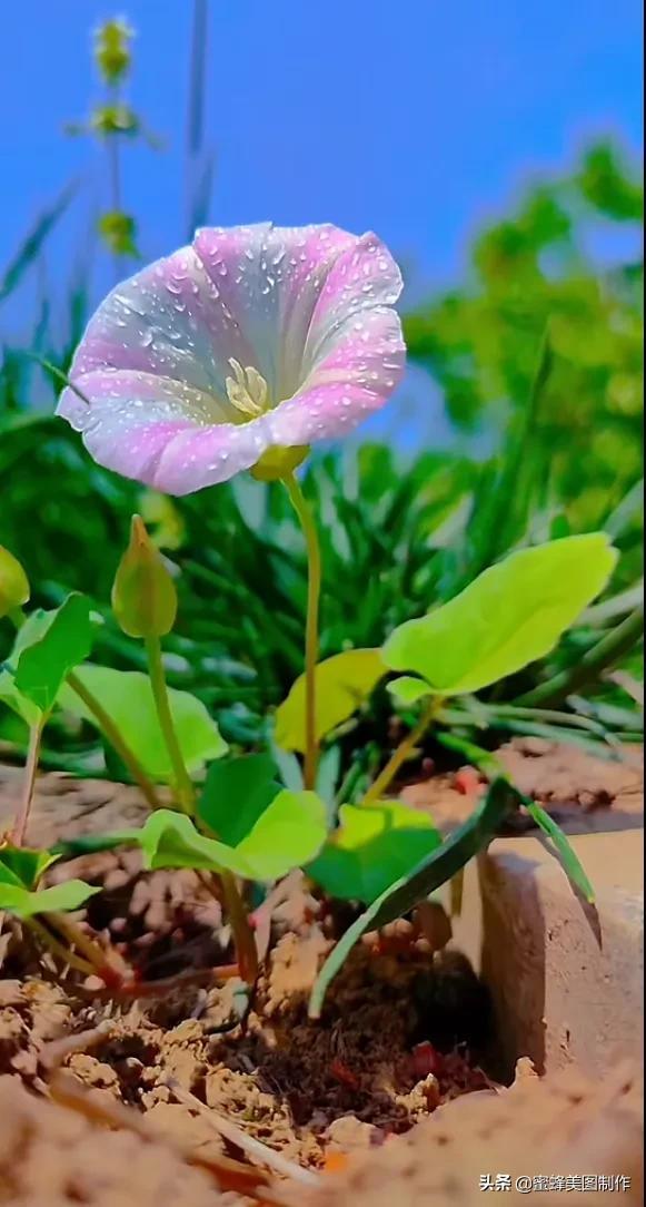 百花争艳，招蜂引蝶，鸟语花香，美轮美奂(图8)