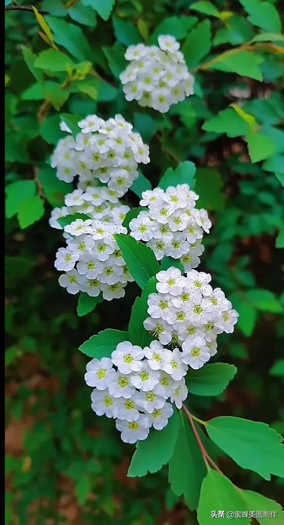 百花争艳，招蜂引蝶，鸟语花香，美轮美奂(图9)