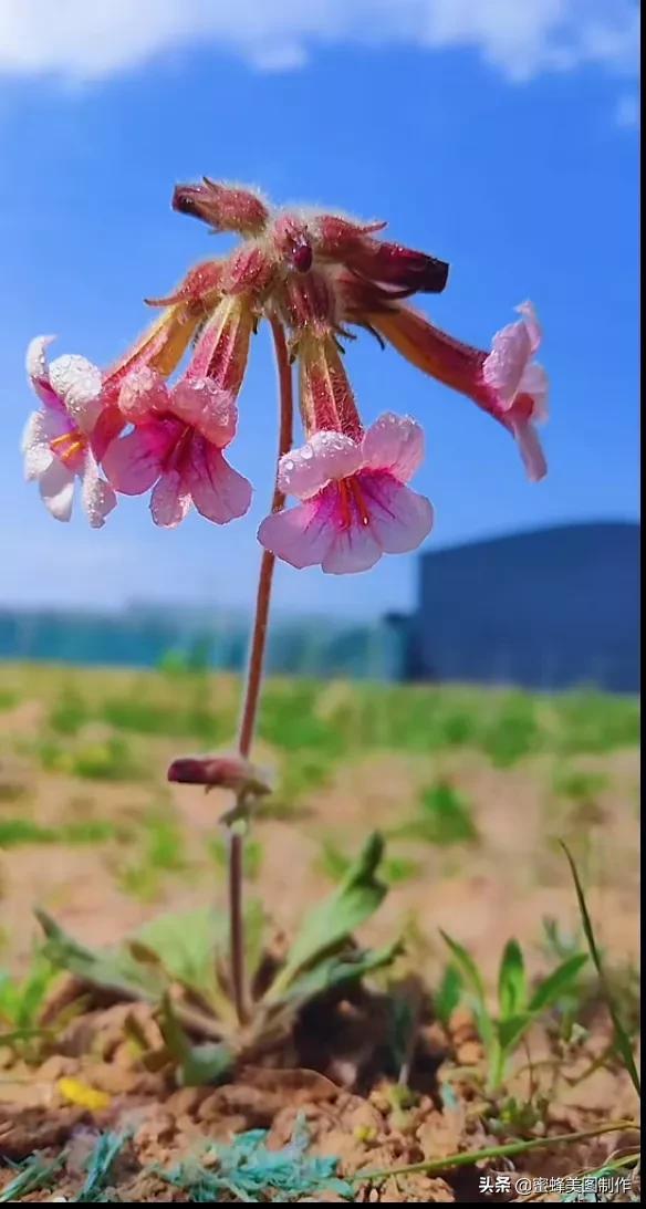 百花争艳，招蜂引蝶，鸟语花香，美轮美奂(图10)