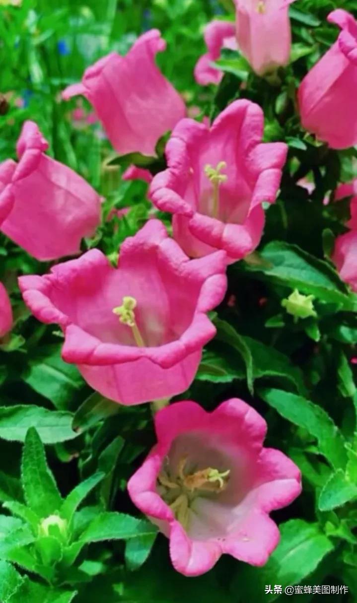 百花争艳，招蜂引蝶，鸟语花香，美轮美奂(图11)