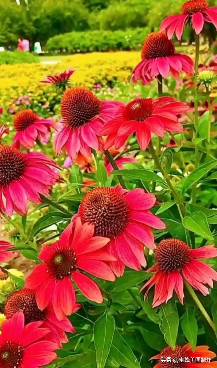 百花争艳，招蜂引蝶，鸟语花香，美轮美奂(图12)