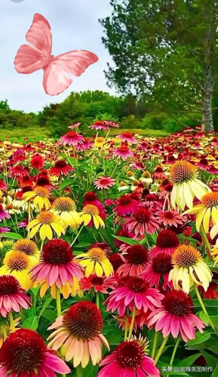百花争艳，招蜂引蝶，鸟语花香，美轮美奂(图13)
