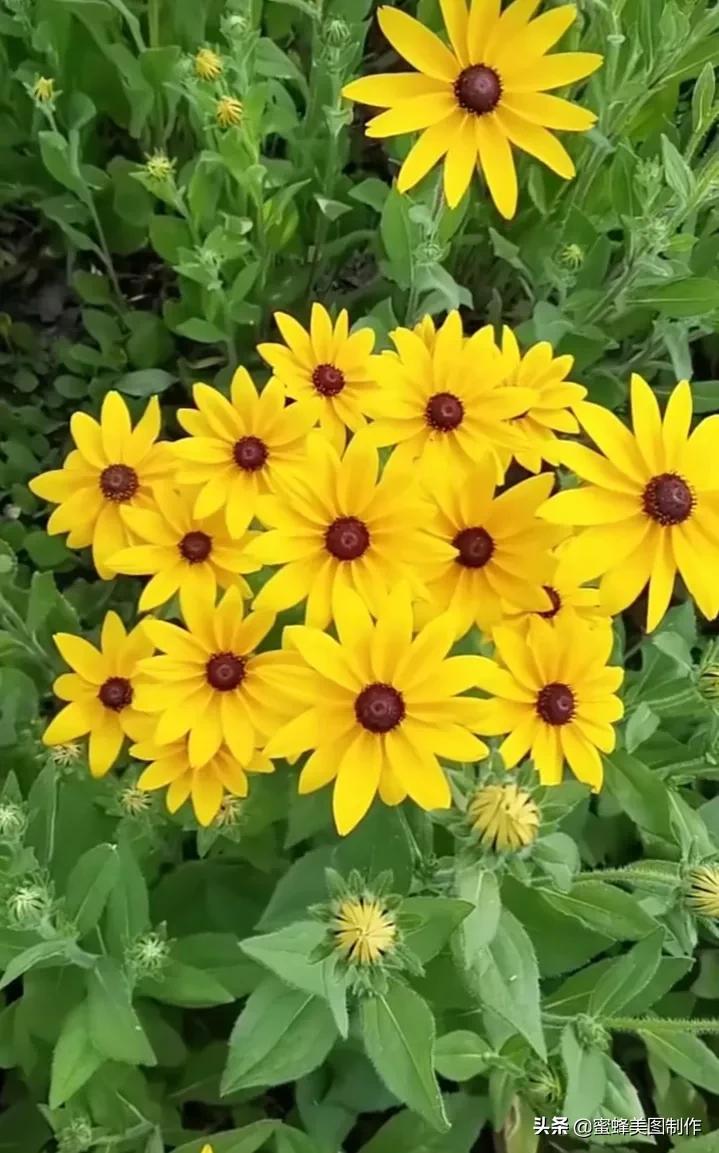 百花争艳，招蜂引蝶，鸟语花香，美轮美奂(图14)