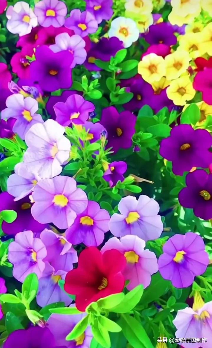 百花争艳，招蜂引蝶，鸟语花香，美轮美奂(图15)